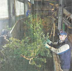 Samuel Oliveira trennt Plastik- und Metallgegenstände vom Christbaumabfall.